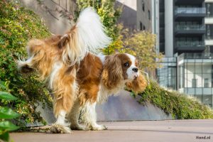 Hondje plast buiten
