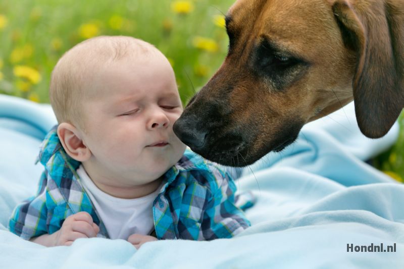 Baby en hond