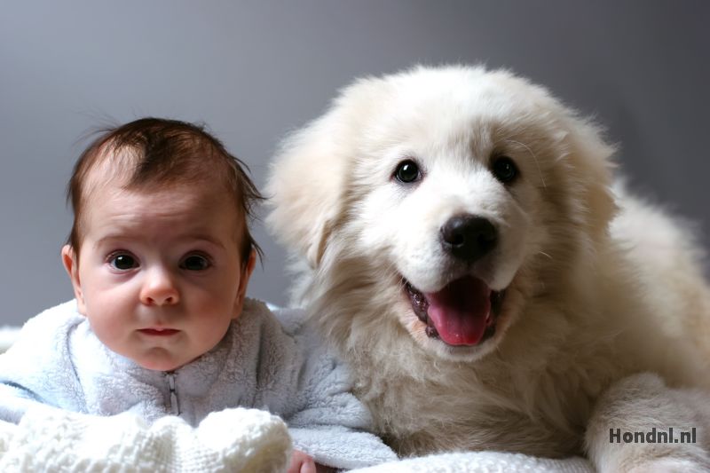 Labrador en baby