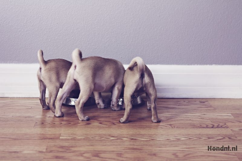 Puppies eten 1 voerbak