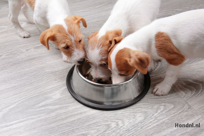 Voerbak puppies baknijd