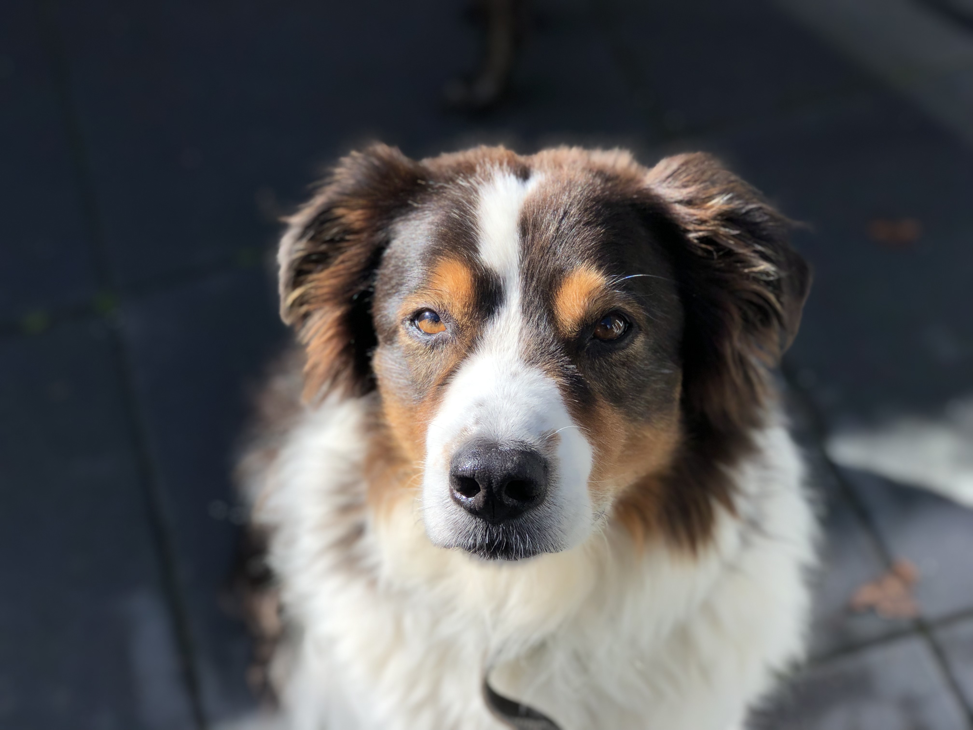 Australian Shepherd close-up