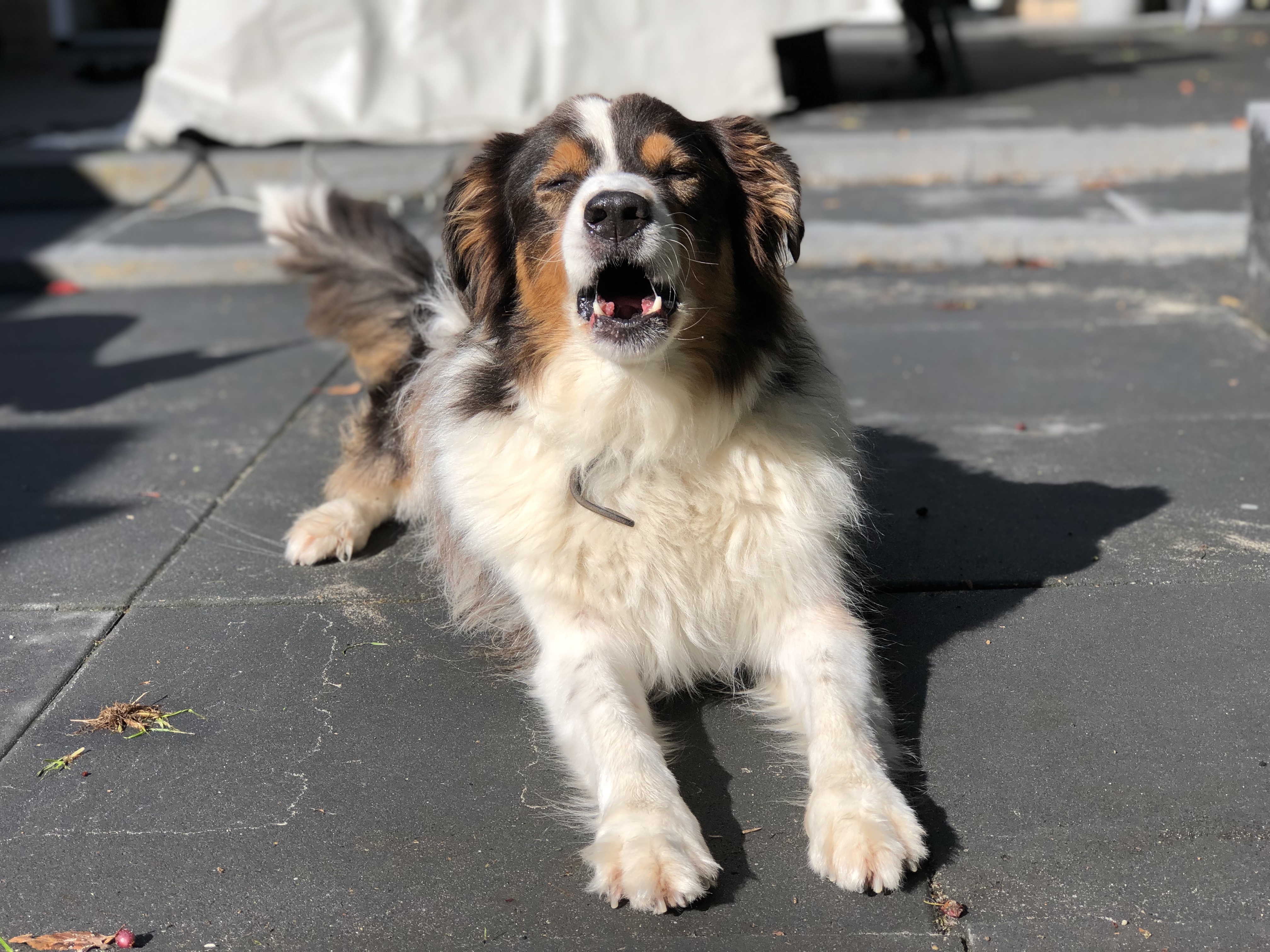 Australian Shepherd gapend