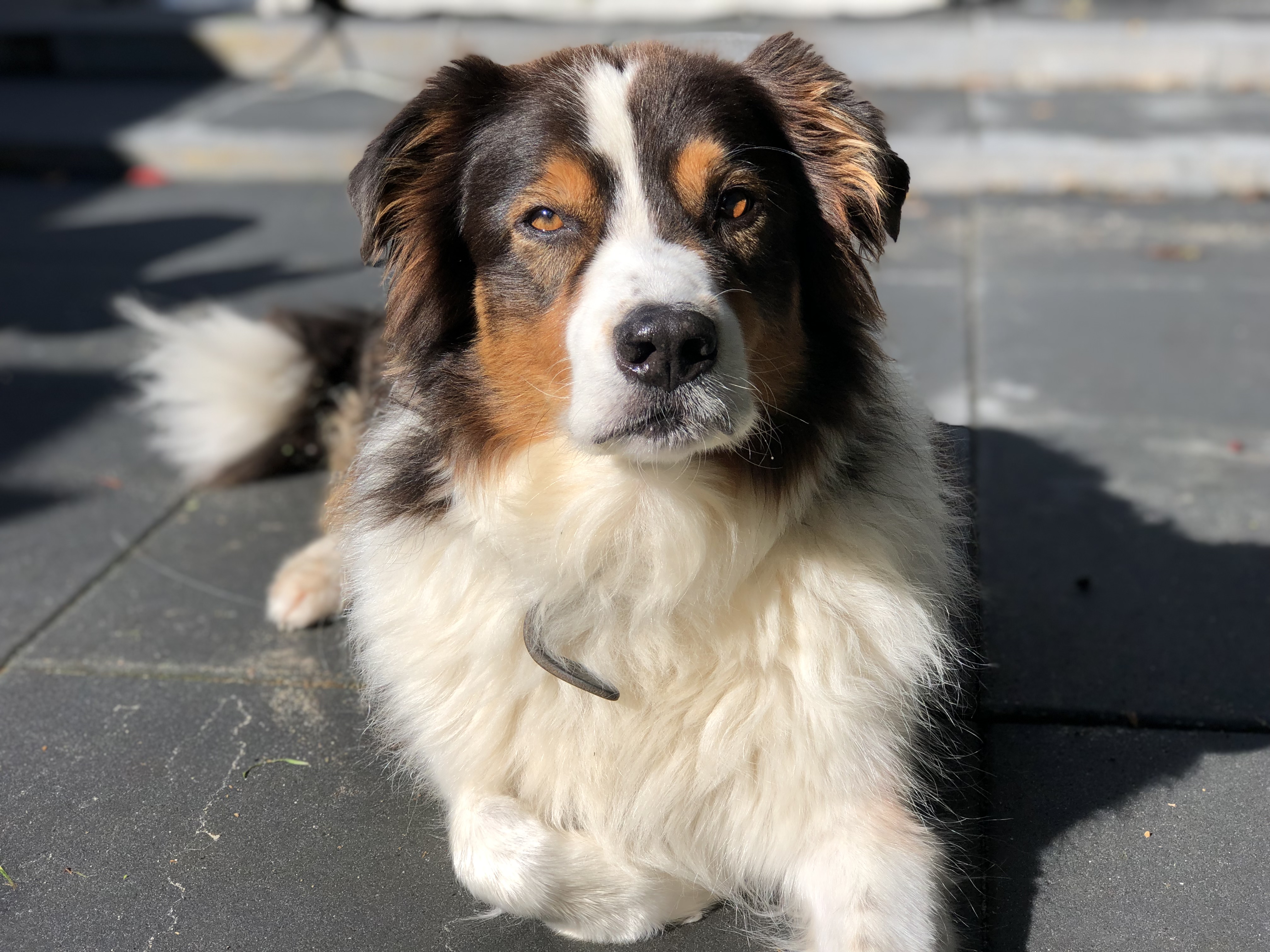 Australian Shepherd liggend