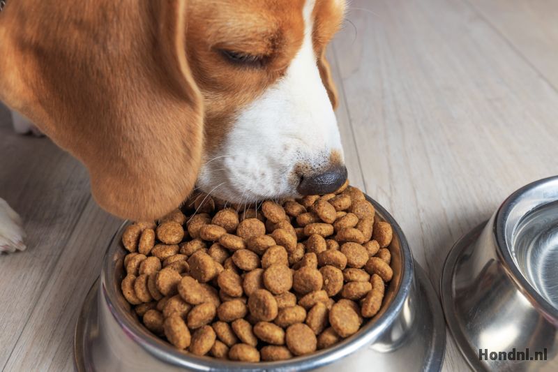 Beagle eet hondenbrokken