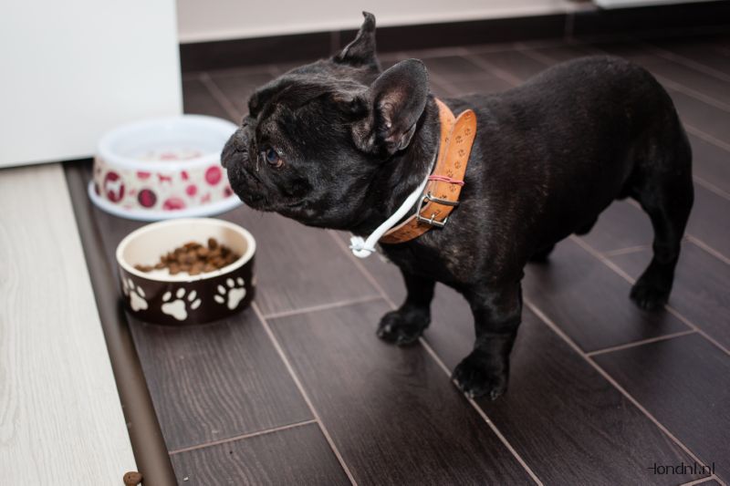 Hondenbrok kleine hond