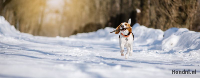 Beagle in sneeuw
