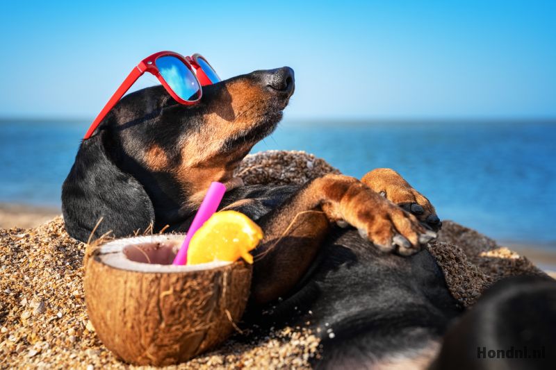 Hond zonnen