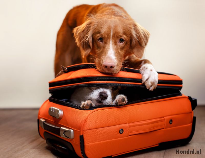 Hond in koffer