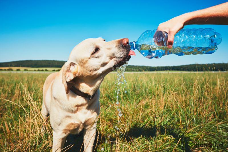 Hond drinkt water