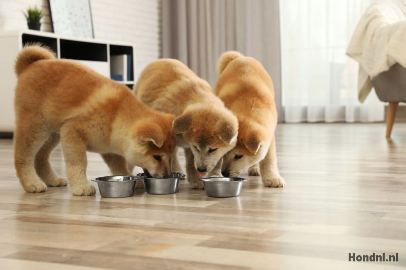 Honden eten