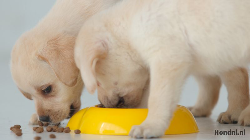 Labrador pups eten brokken