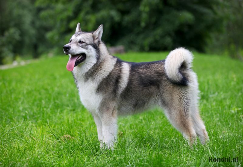 alaska malamute zomer