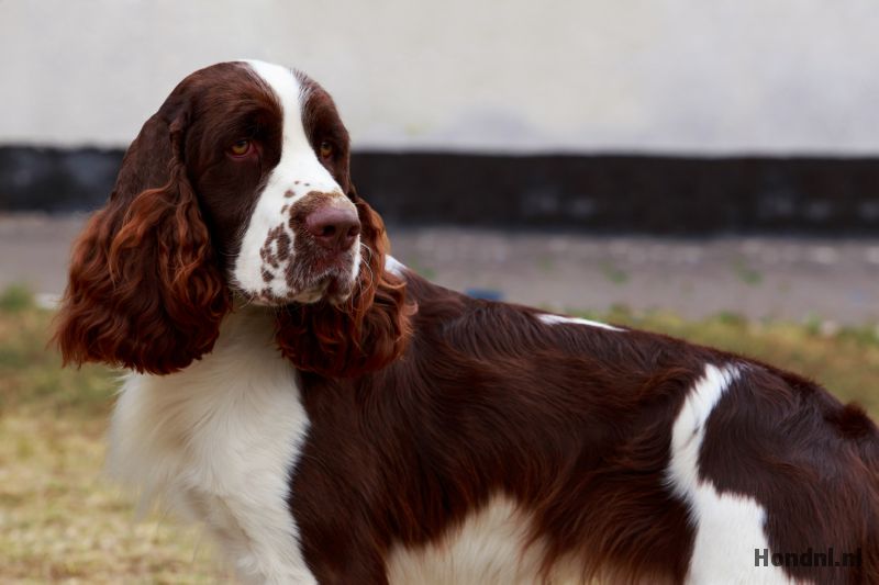 engelse springer spaniel buiten