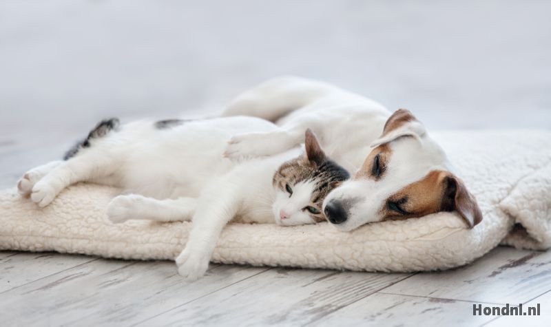 Hond met kat op kleed