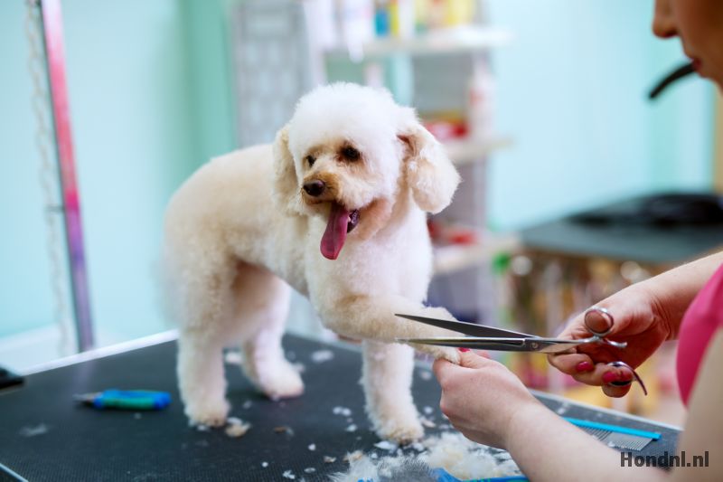 Hond vacht knippen