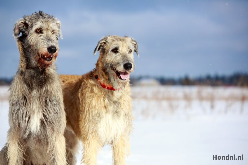 ierse wolfhond samen buiten