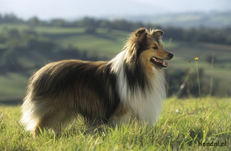 shetland sheepdog heuvels