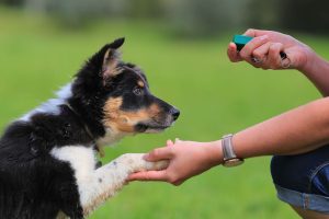 Border Collie puppy training