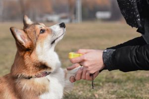 Clickertraining poot geven