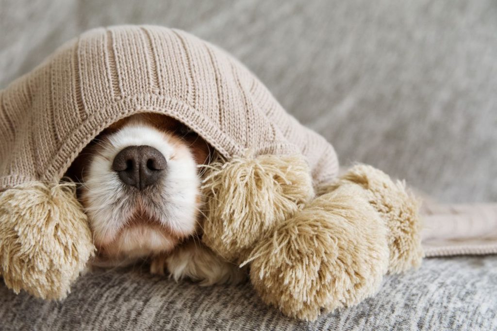 Hond bang