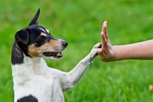 Hond geeft high five