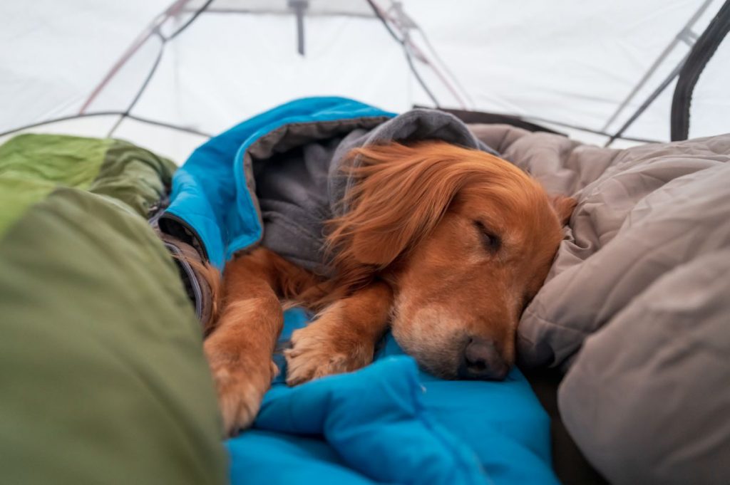 Hond in slaapzak
