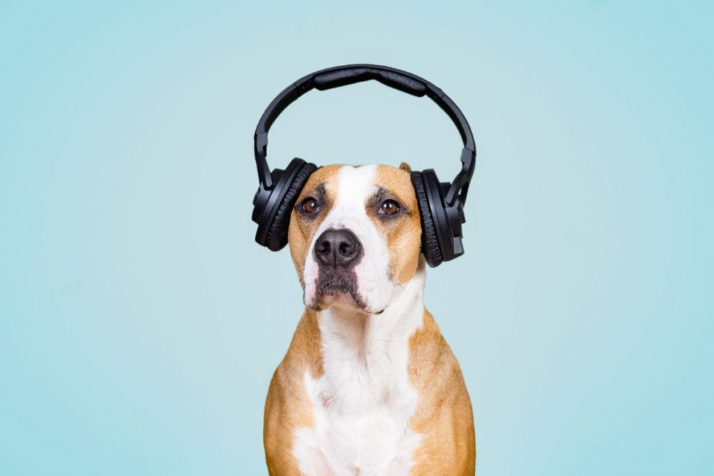 Hond met koptelefoon