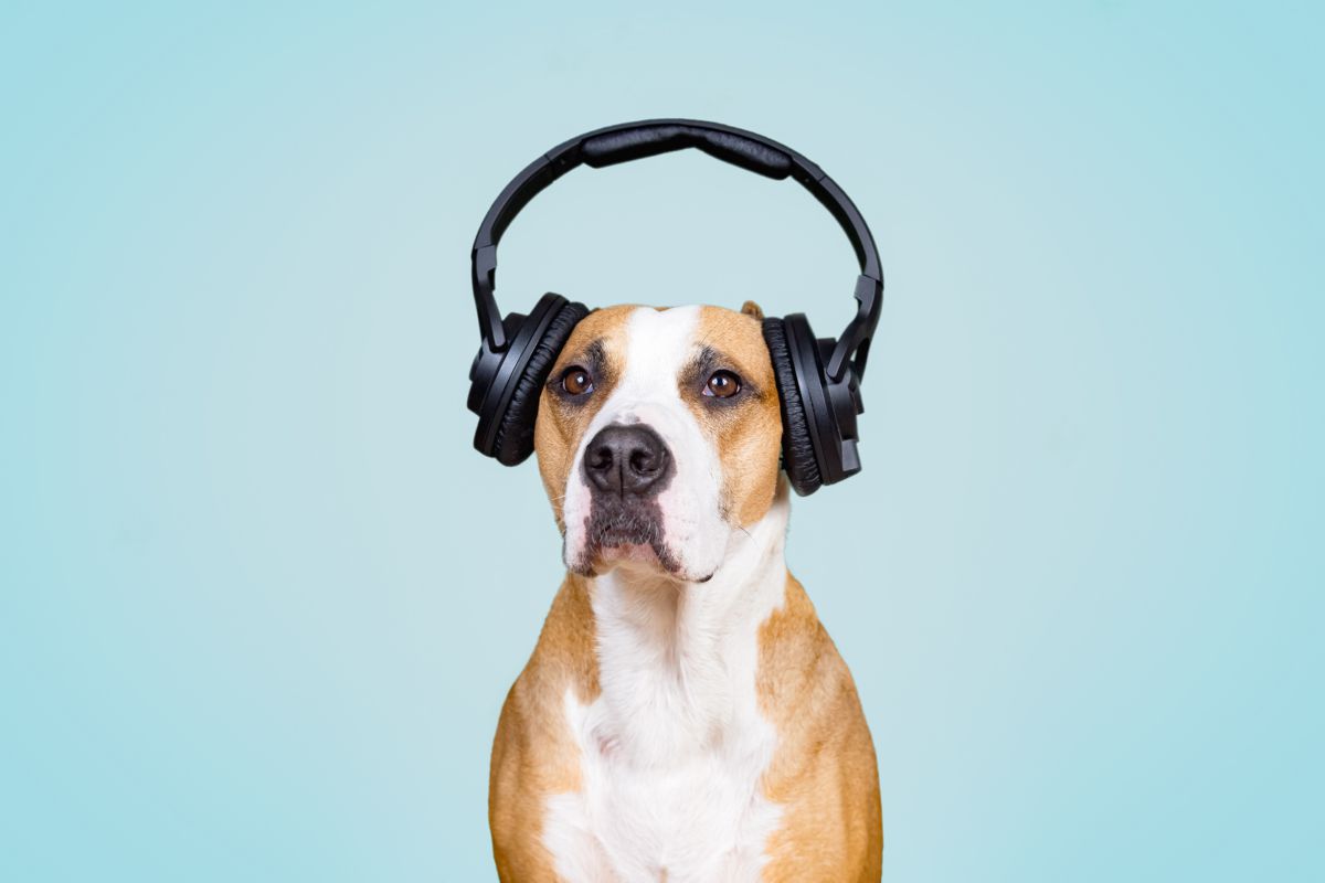 Hond met koptelefoon