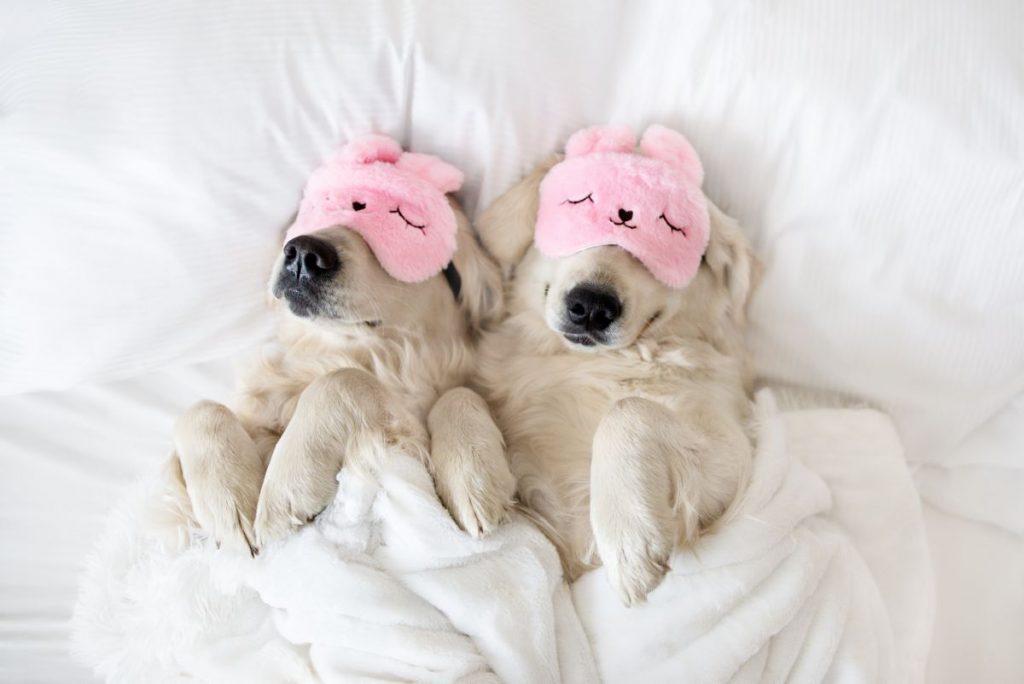 Honden slapend