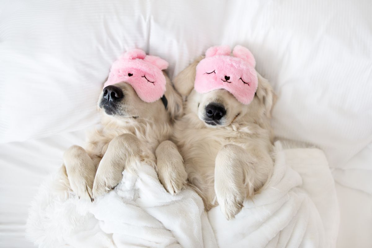Honden slapend