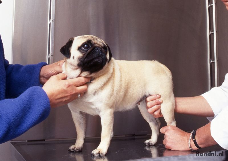 Gewrichtspijn hond