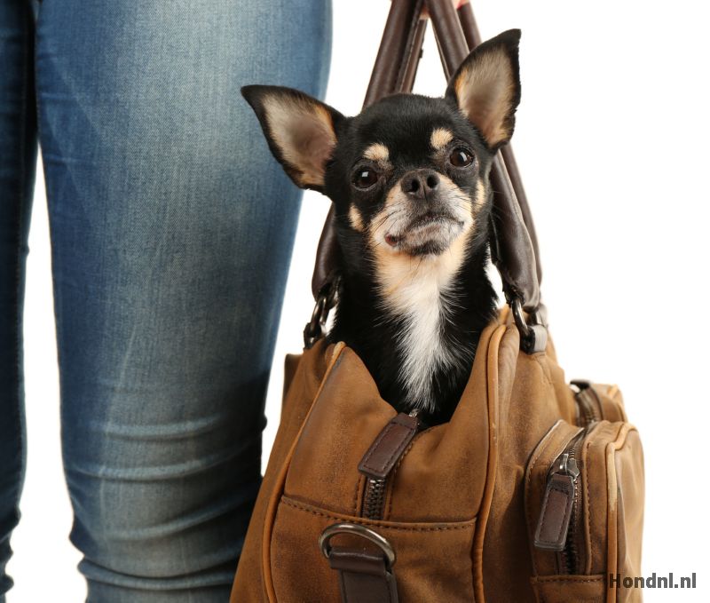 Chihuahua handtas