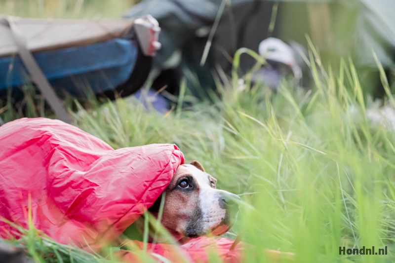 Hond slaapt buiten