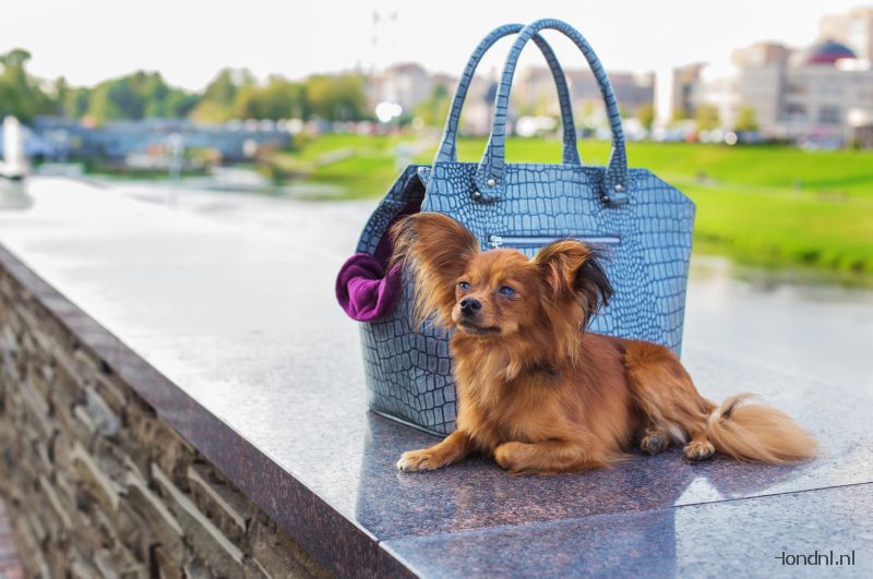 Hond naast handtas