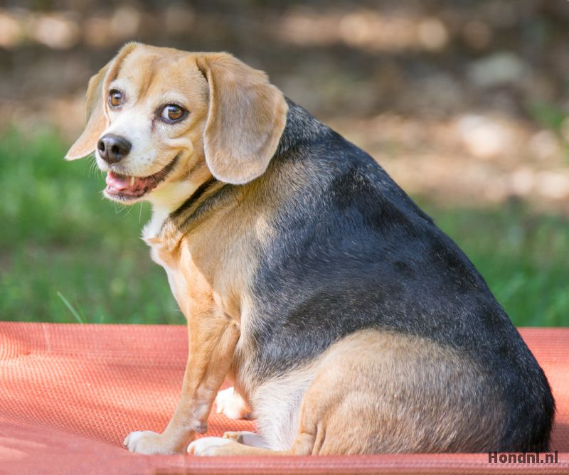 Hond met overgewicht