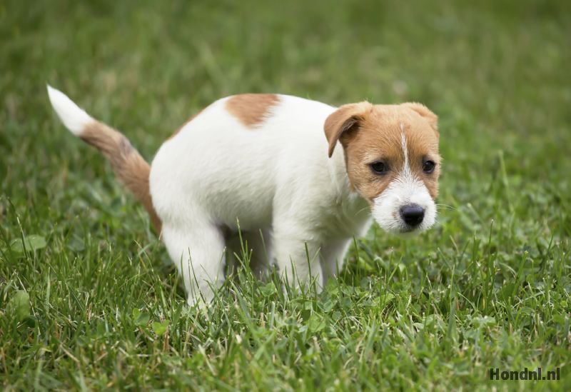 Puppy poept op gras