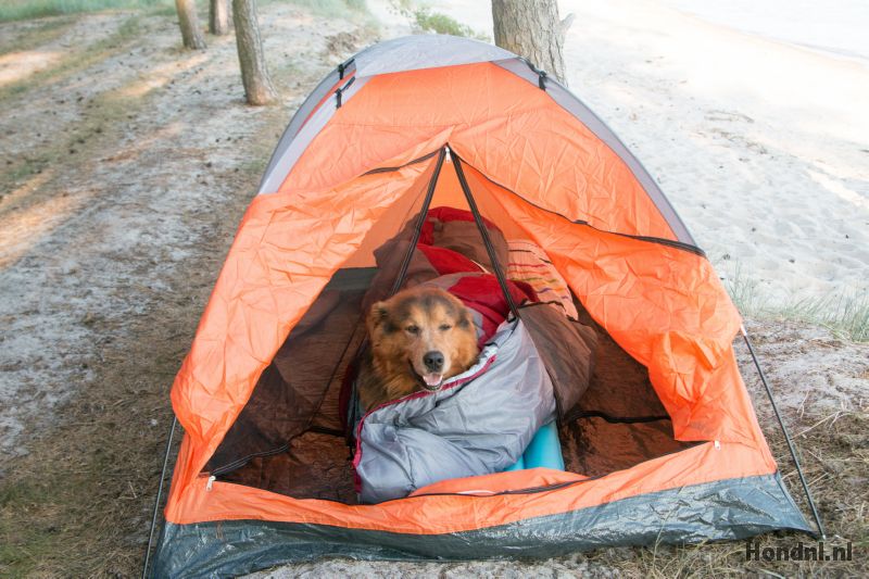 Kamperen met hond