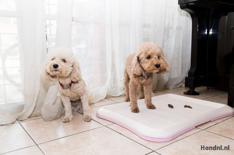 Indoor toilet voor honden