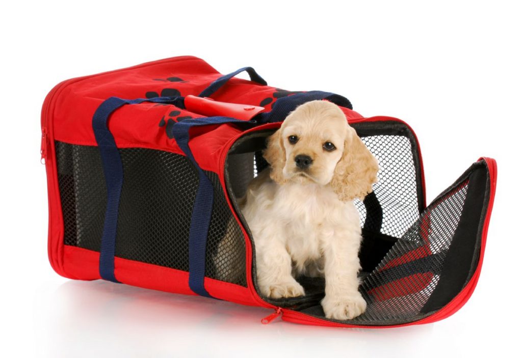 Hondentrolley puppy