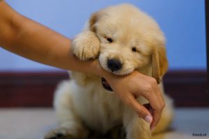 Puppy bijt in arm baasje