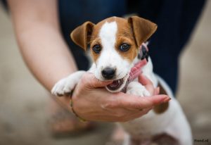 Puppy bijt vinger baasje