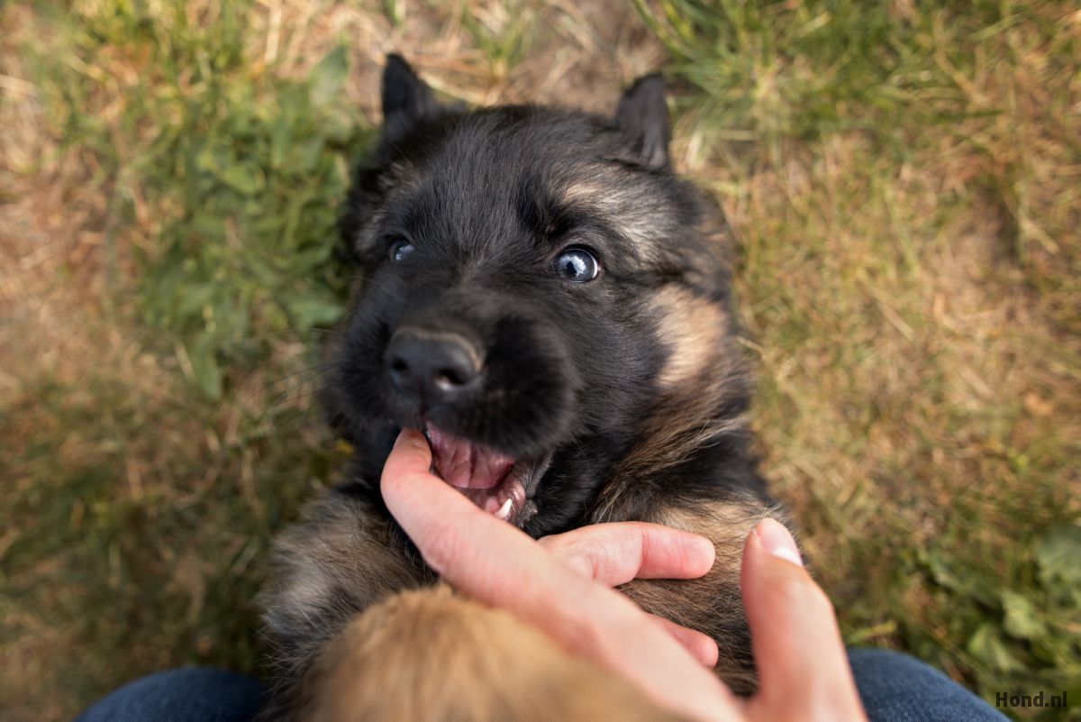 Puppy bijten afleren