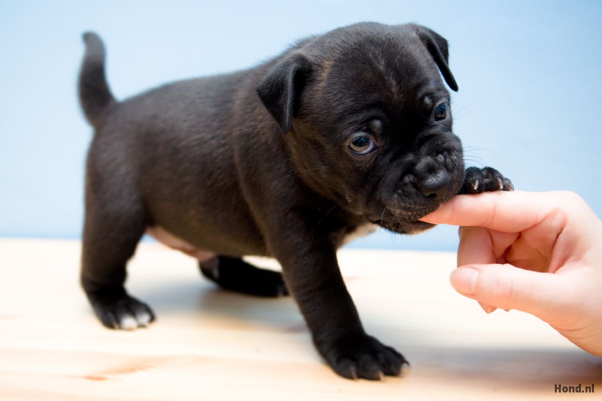 Zwarte puppy bijtend in vinger