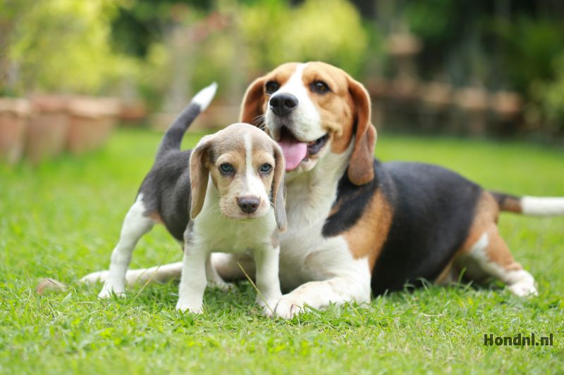 Moeder met puppy