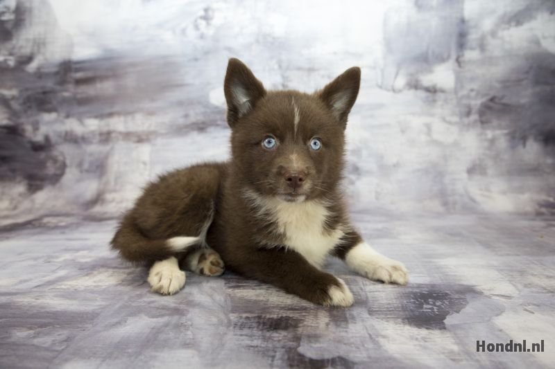Puppy donkerbruine vacht
