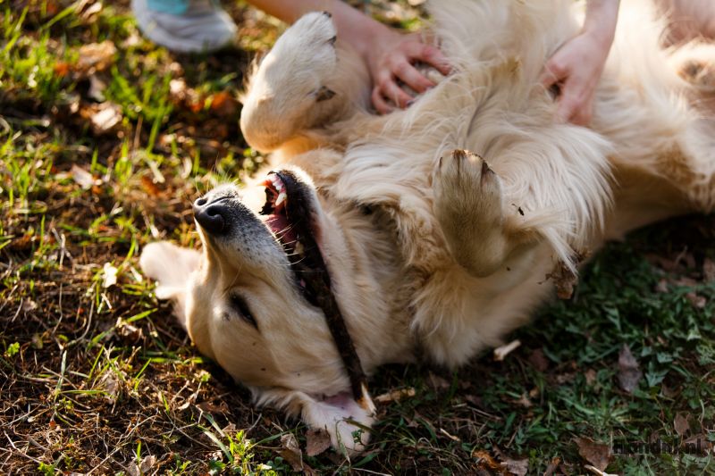 Hond aaien op rug