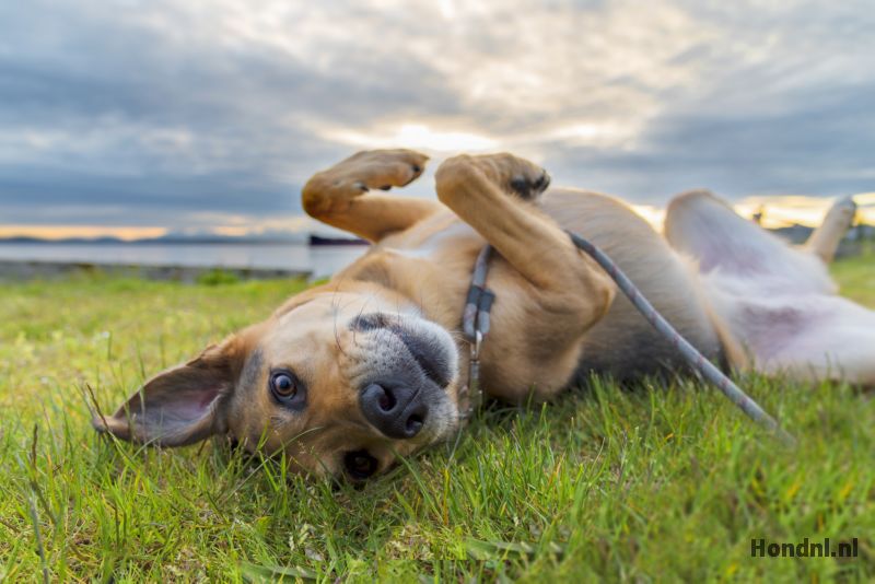 Hond ligt op rug