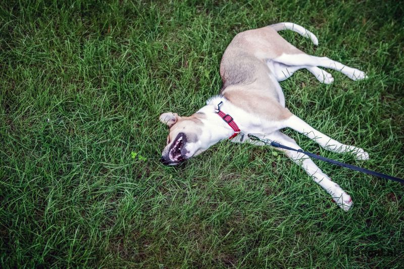 Hond ligt plat