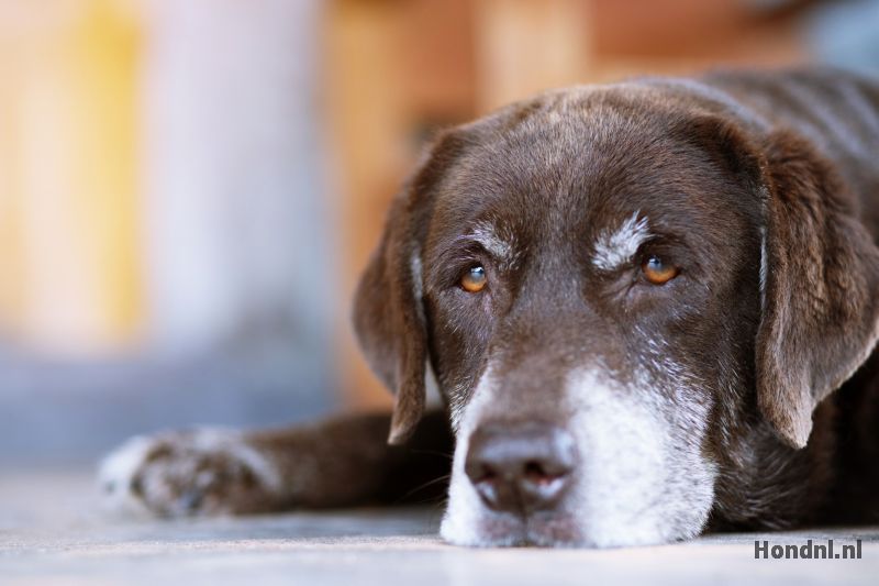 Oude hond slecht ter been